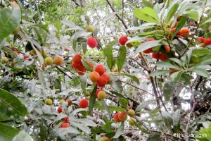 Cây Thanh mai (Dâu rừng) cho quả chua ngọt, thanh mát, giải nhiệt
