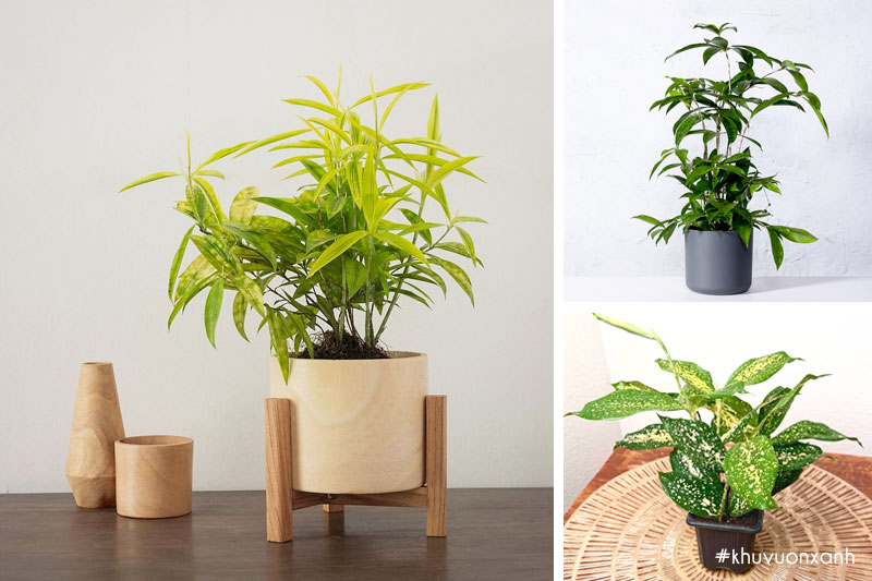 Cây trúc Nhật có tên tiếng anh là Dracaena surculosa punctulata