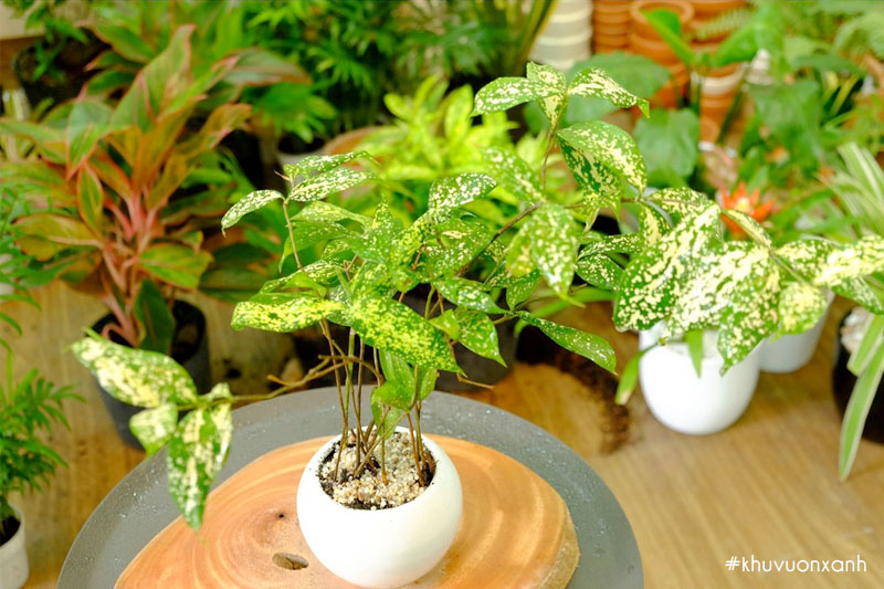 Trúc Nhật thường được trồng nhiều tại văn phòng, trong nhà