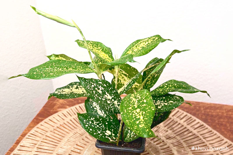 Cây trúc Nhật đốm sinh trưởng khá chậm