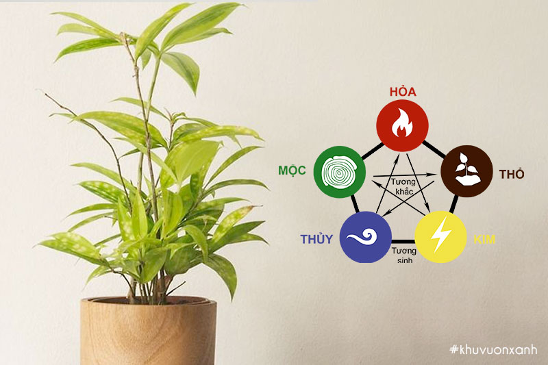 Trúc Nhật hợp với mệnh gì và tuổi nào?