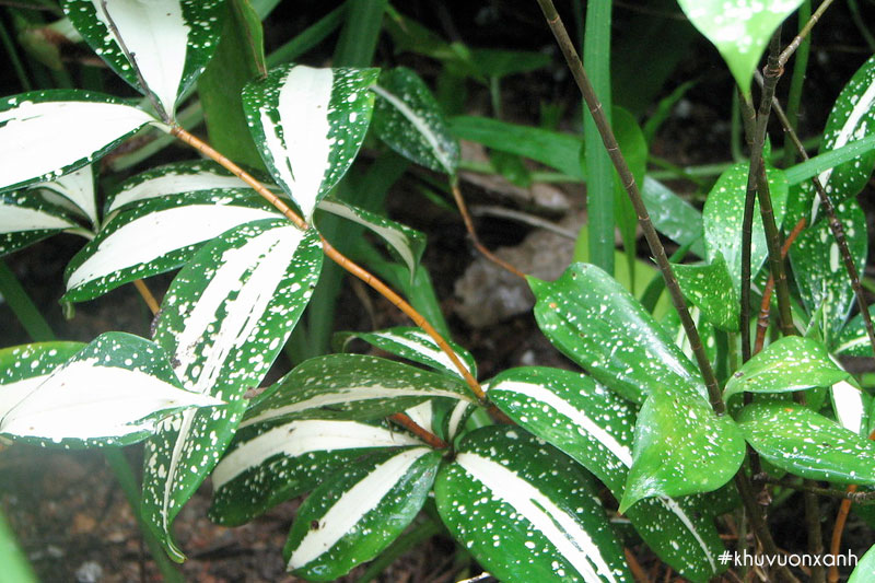 Cây trúc nhật sọc hay còn gọi là trúc nhật nữ hoàng