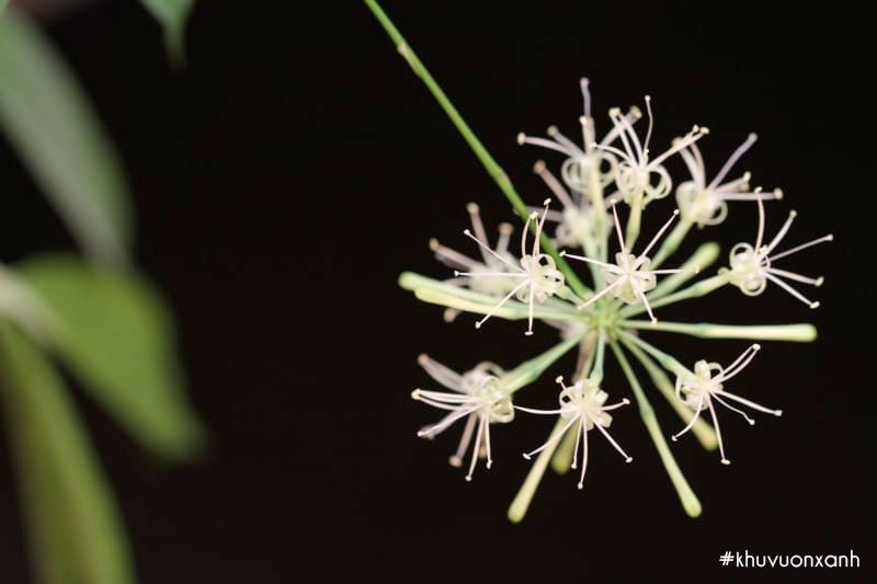 Trúc Nhật ra hoa báo hiệu nhiều điều may mắn