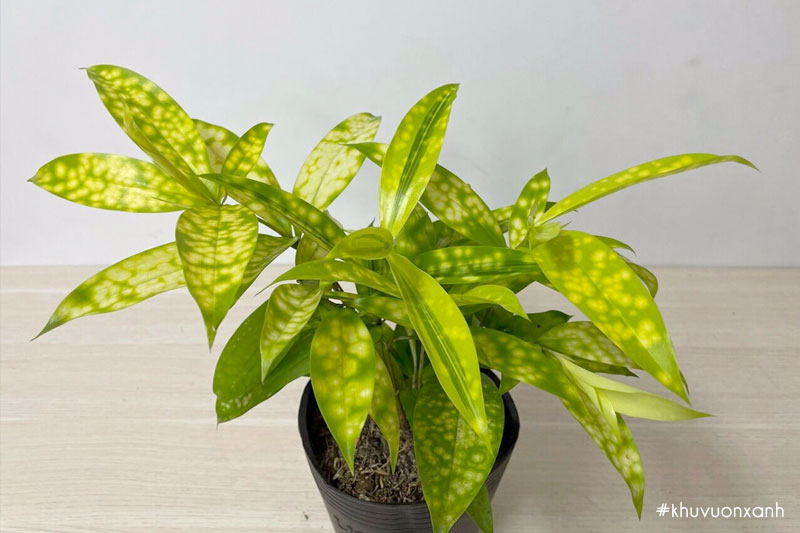 Cây trúc Nhật vàng