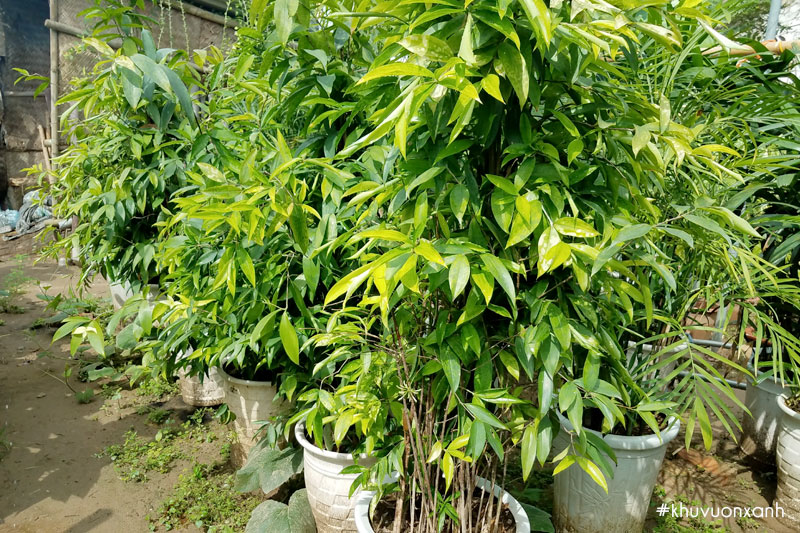 Cây trúc Nhật xanh