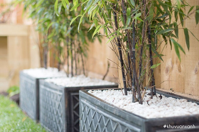 cay truc quan tu trong chau san vuon