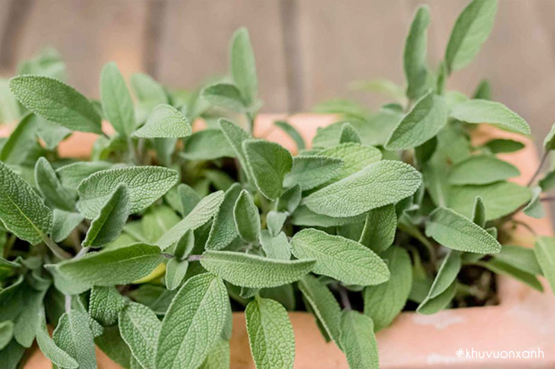 Cây xô thơm giống trồng chậu tại vườn ươm