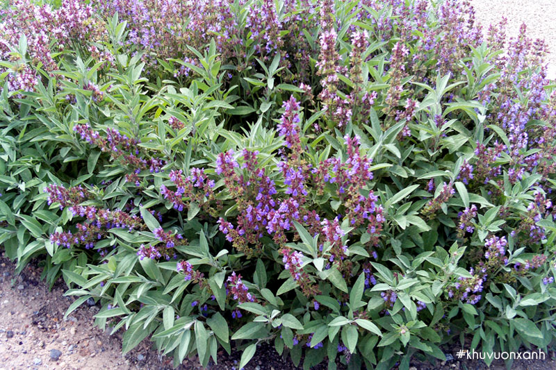 Cây xô thơm có tên khoa học là Salvia officinalis