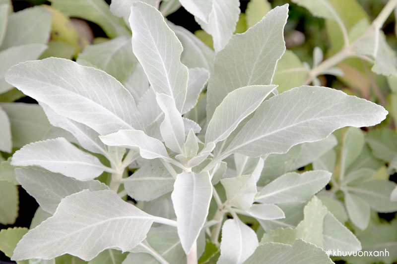 Cây xô thơm (Sage) - Đặc điểm, phân loại, tác dụng, cách trồng và chăm sóc