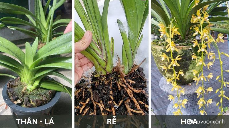 Đặc điểm của cây Lan kiếm