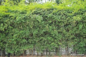 Trúc quân tử - Cây cảnh quan sân vườn Đẹp và Ý nghĩa
