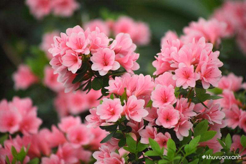 Bông đổ quyên mang ý nghĩa tài lộc và may mắn