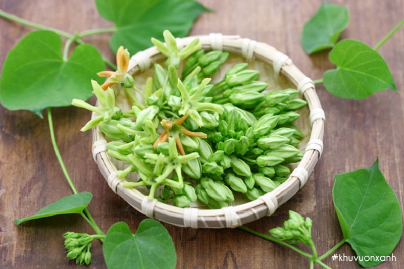 Hoa thiên lý giúp chữa bệnh mất ngủ