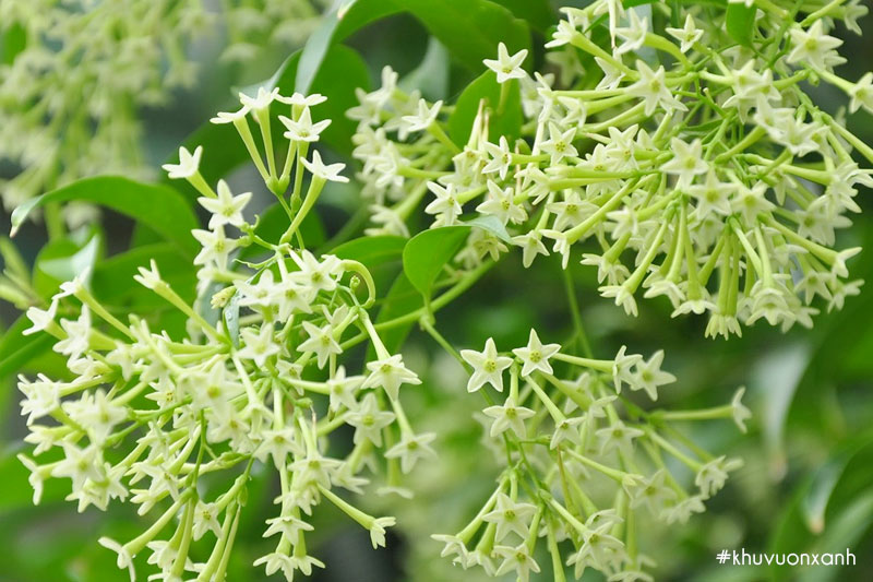 Hoa Dạ lý hương có mùi thơm dễ chịu khi nở