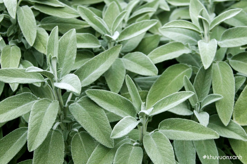 Cây xô thơm xanh (Blue sage)