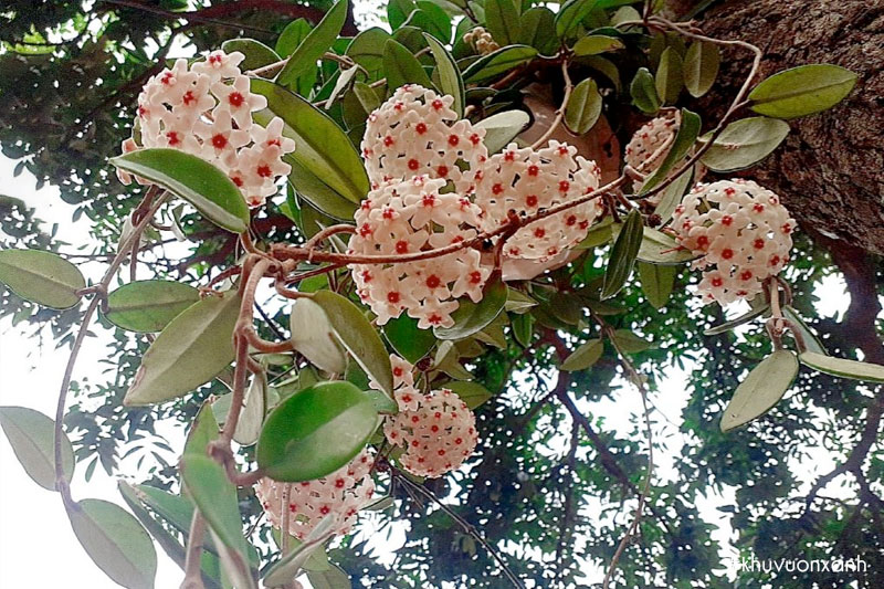 Lan cẩm cù là biểu tượng của sự viên mãn trong cuộc sống