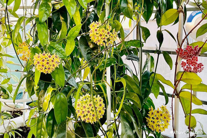 Lan cẩm cù thường ra hoa vào mùa hè