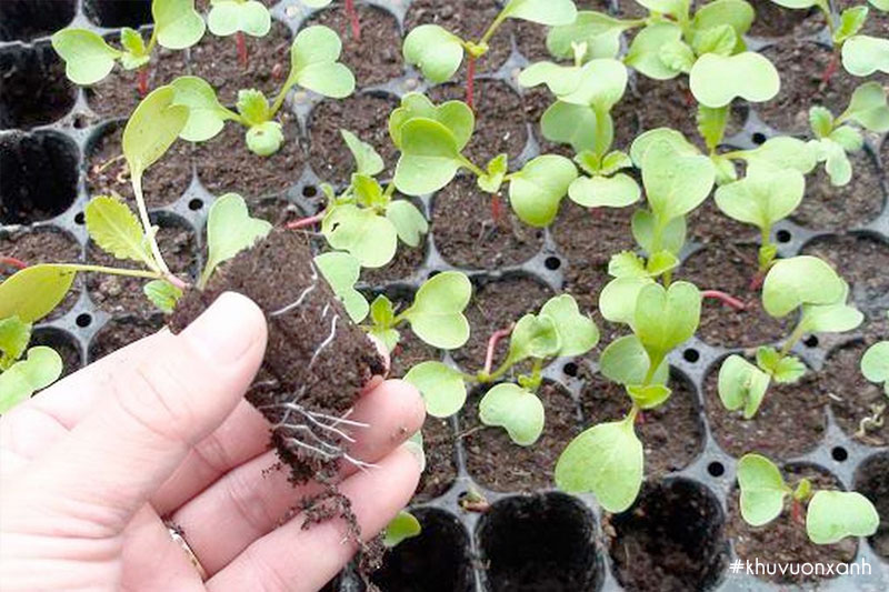 Mùn cưa thích hợp trồng các loại rau