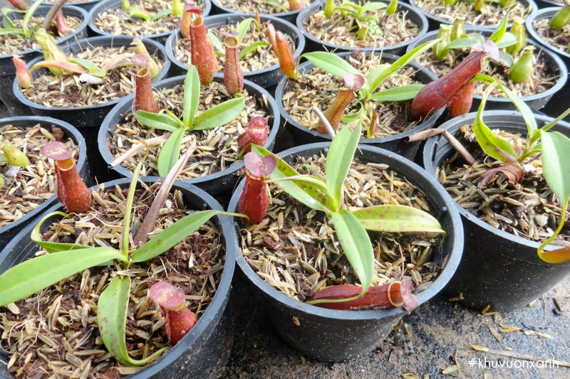 Nhân giống cây nắp ấm bằng hạt và ngọn cây