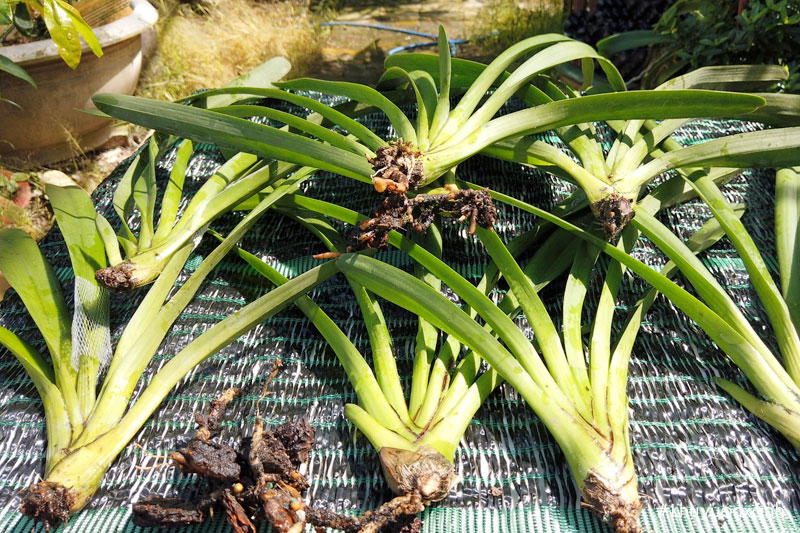 Tách và nhân giống cây kiếm lan