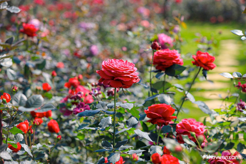 Tháng 6 là thời điểm hoa hồng nở rộ nhất