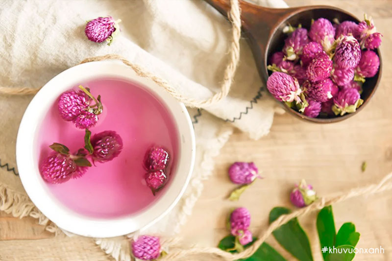 Trà hoa cúc Bách nhật tím