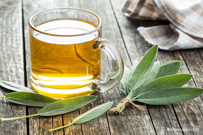 Trà lá Sage xô thơm rất có lợi cho sức khỏe