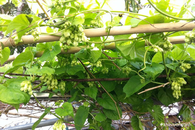 Trồng giàn Thiên lý trước nhà để tỏa bóng mát