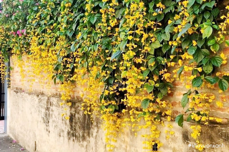Lan hoàng dương leo tường, hàng rào trước cổng