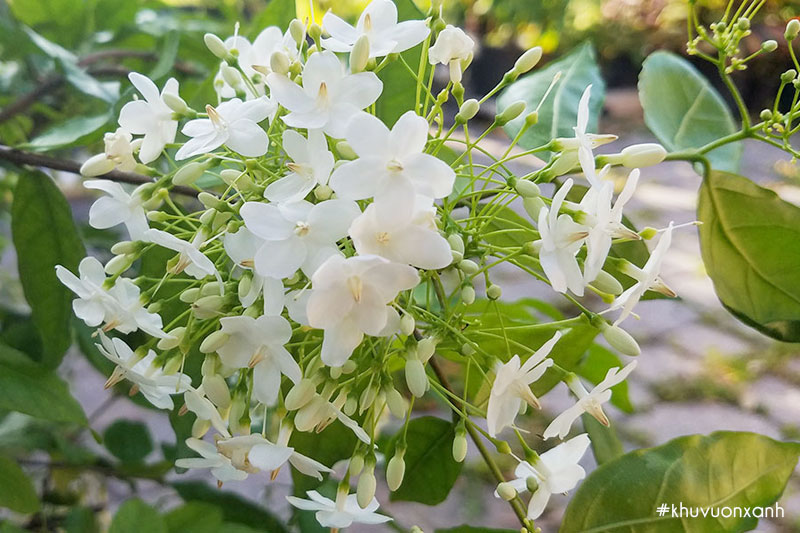 Vẻ đẹp của hoa Mai chiếu thủy