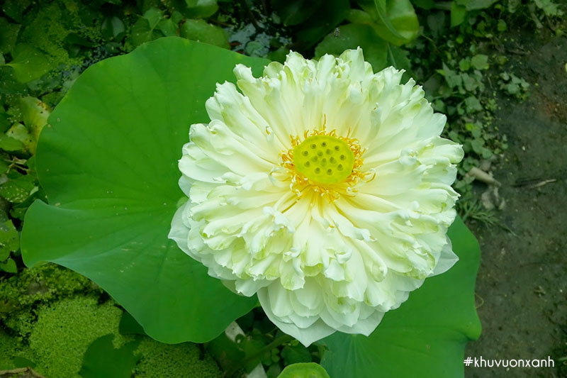 Sen Bách diệp hoa trắng