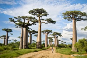 Cây Bao báp (Baobab) - Loài cây kỳ lạ nhất Thế giới