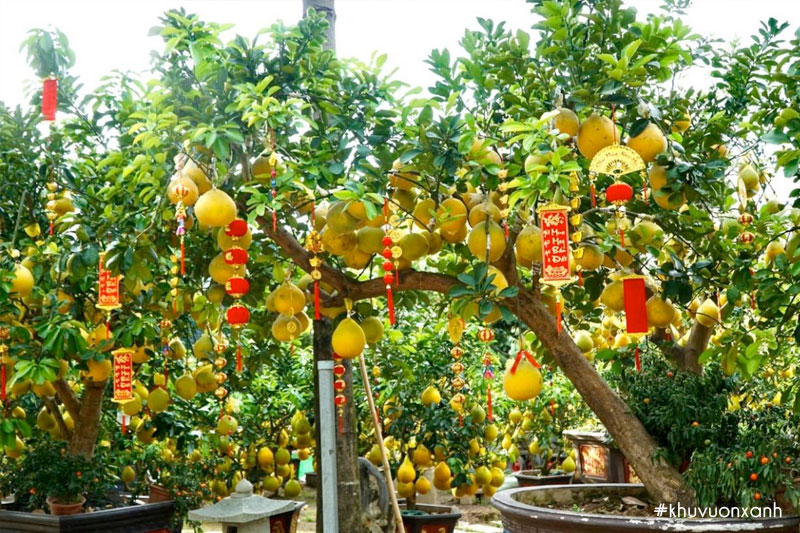 Cây bưởi Diễn cảnh bonsai ghép quả chơi Tết