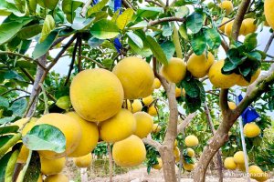 Cây bưởi Diễn - Ngọt ngào hương vị tự nhiên trên đất Phúc Diễn