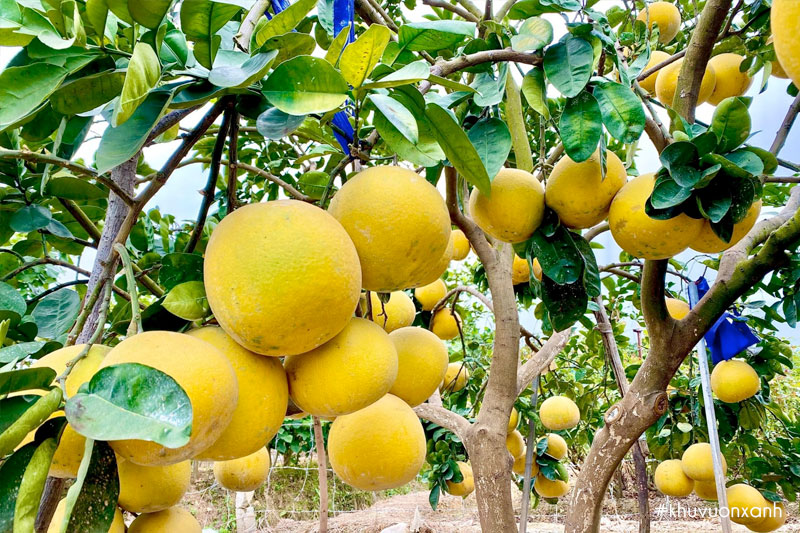 Cây bưởi Diễn có tên khoa học là Citrus maxima