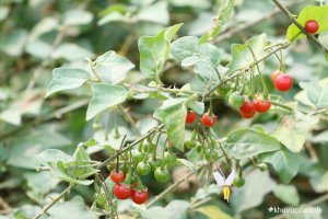 Cây Cà gai leo - Tưởng là cây dại, ai ngờ Thần dược