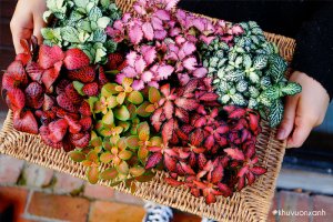 Cây Cẩm nhung Fittonia - Đặc điểm, Phân loại và Ý nghĩa