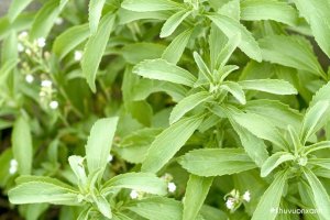 Cây Cỏ ngọt (Cỏ đường Stevia)