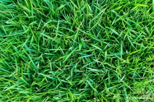 Cây cỏ nhung Nhật - Giống Cỏ cảnh sân vườn được ưa chuộng nhất hiện nay