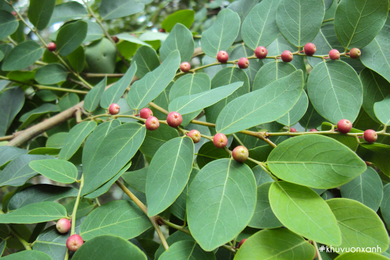 Cây Cù đề có tên khoa học là Breynia vitis-idaea