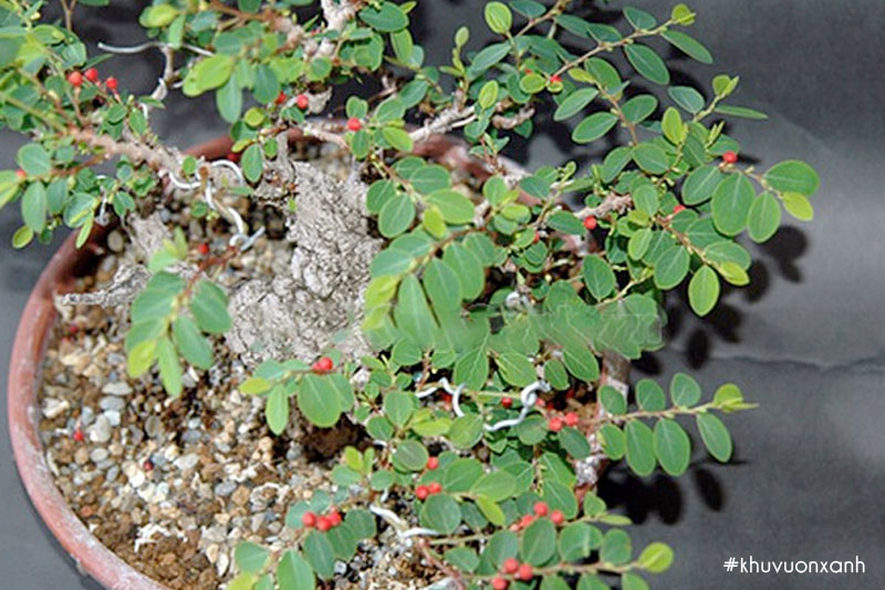 Cây cù đề cảnh bonsai mini