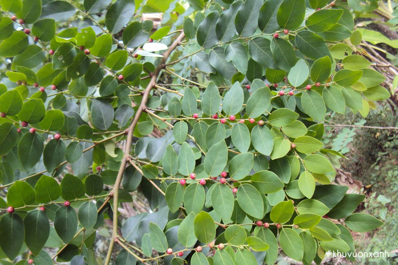 Cây cù đề lá tươi tốt, dễ sinh trưởng và phát triển