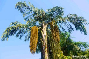 Cây Đủng đỉnh - Cây Móc
