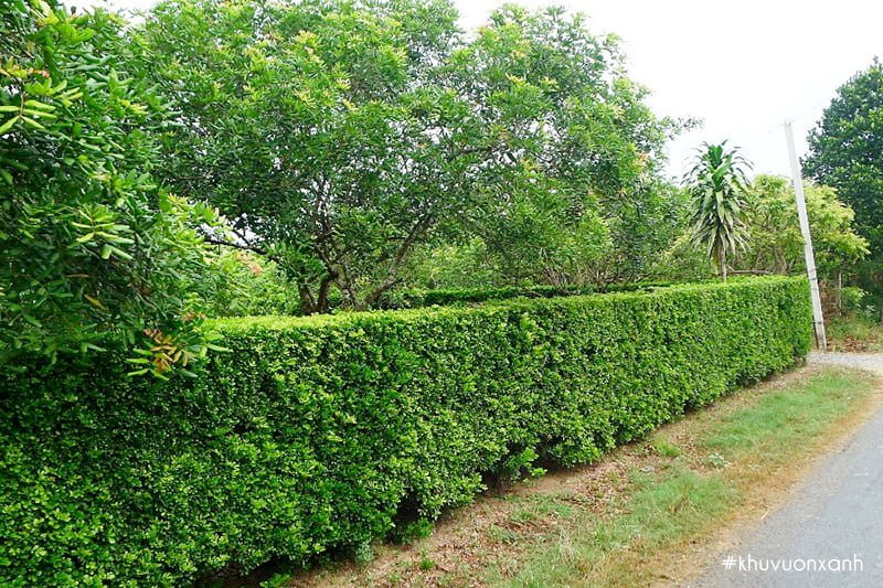 Cây găng hàng rào