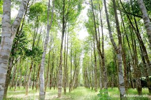 Cây Gió bầu (Dó bầu) - Nguồn cung cấp trầm hương tự nhiên