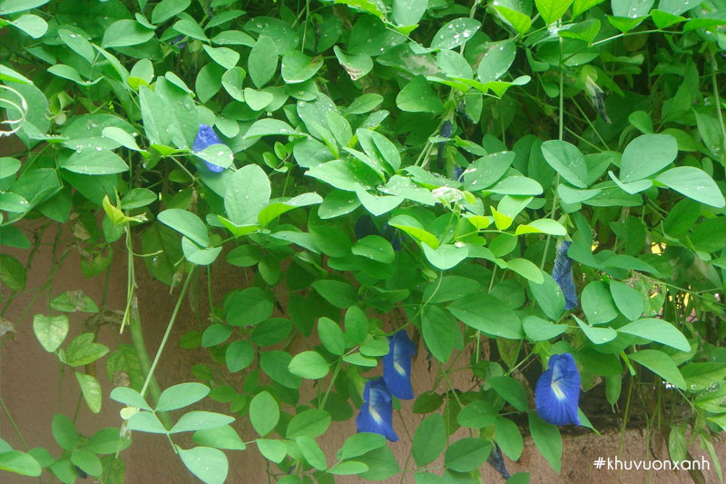 Đậu biếc có tên khoa học là Clitoria ternatea