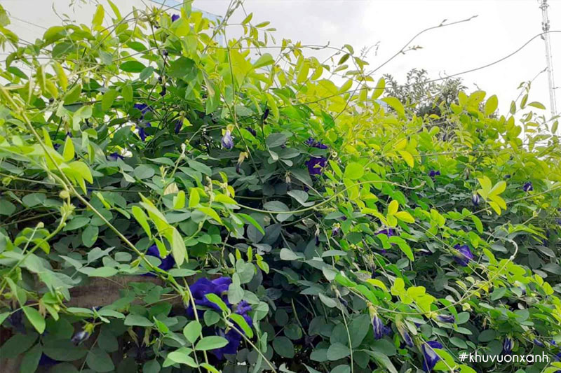 Đậu biếc thường được trồng nhiều tại các tường rào, hàng rào
