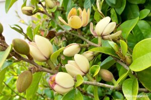 Cây Hoa lan tiêu (Hàm tiếu) nở hoa đẹp, tỏa hương thơm ngát