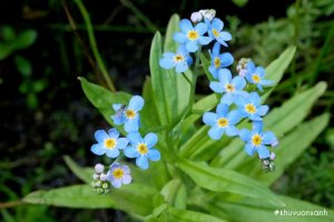 Cây Hoa lưu ly (Forget me not) - Ý nghĩa phía sau của loài hoa nhẹ nhàng mà quyến rũ