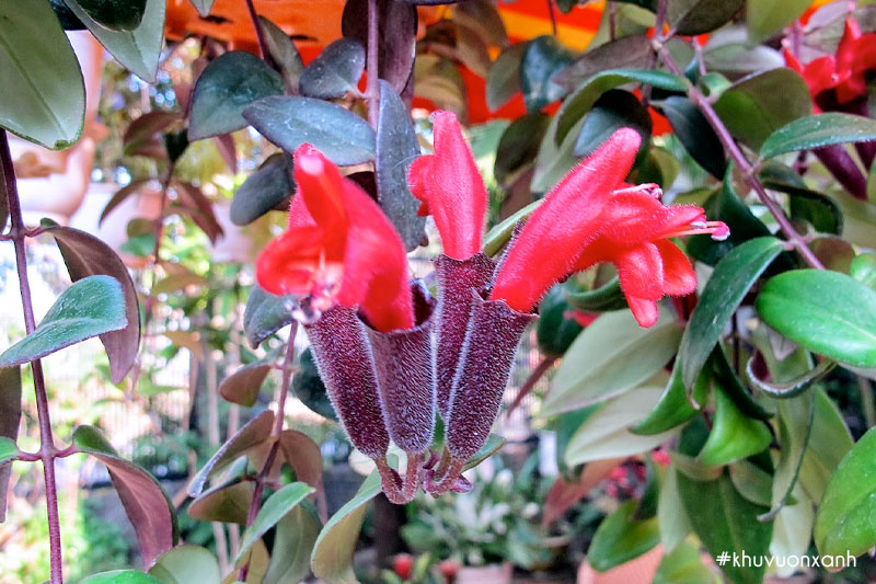 Cây hoa son môi đỏ